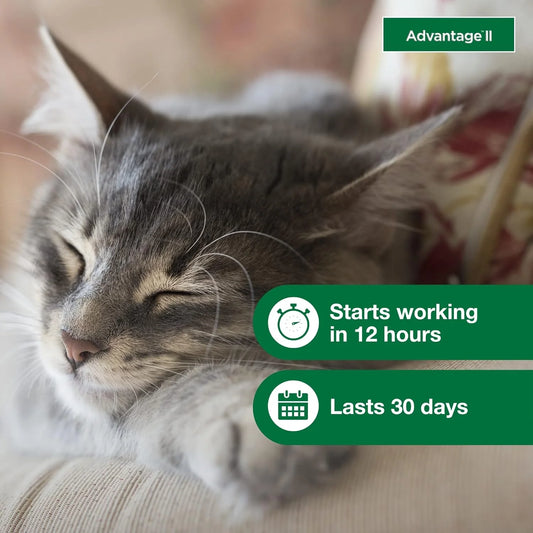 Advantage II Small Cat Flea Treatment & Prevention – Vet Recommended | For Cats 5-9 lbs | 2-Month Supply
