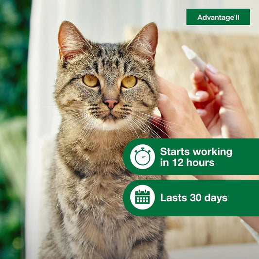 Advantage II Large Cat Flea Treatment & Prevention – Vet Recommended | For Cats Over 9 lbs | 6-Month Supply